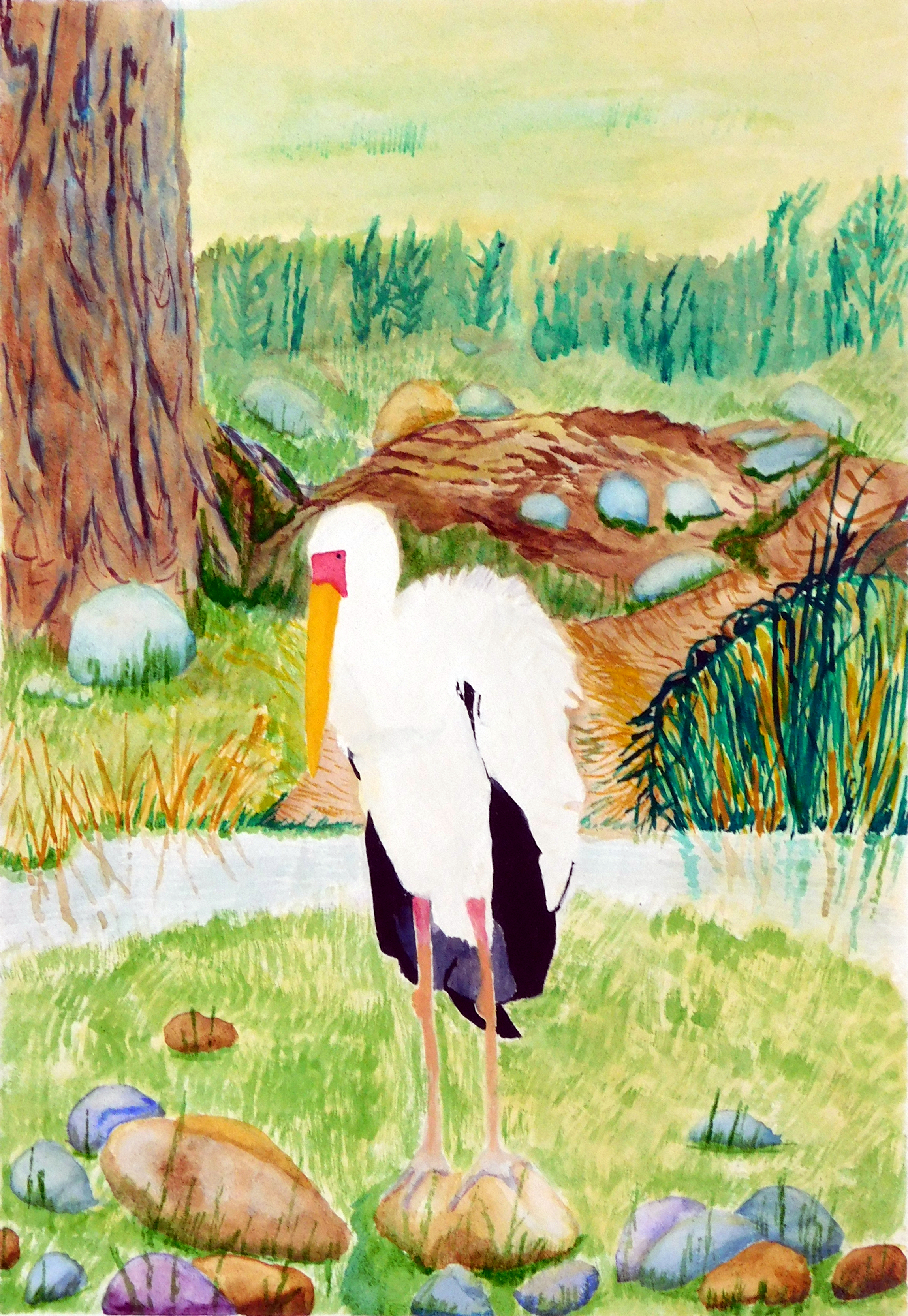 Stork